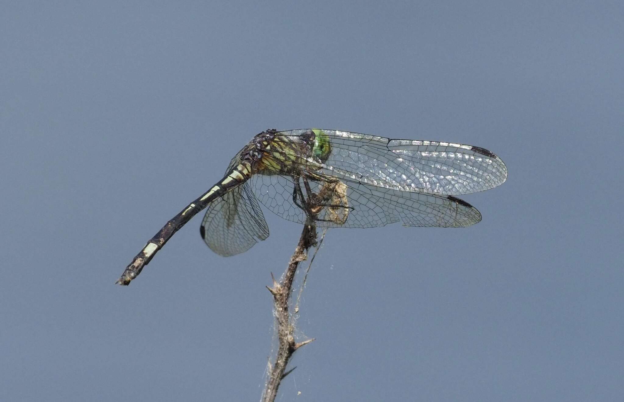 Image of Micrathyria dissocians Calvert 1906