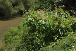 Sivun Terminalia macrostachya (Standl.) Alwan & Stace kuva