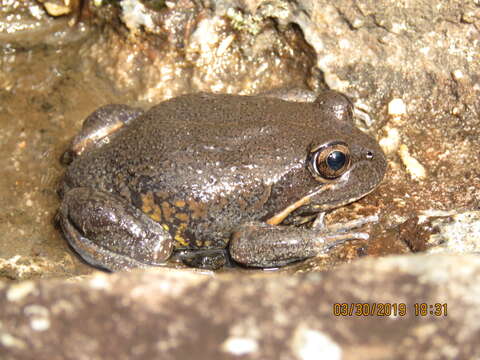 Image of Northern Banjo Frog