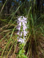 Image of Florida balm