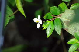 Image of fuchsia begonia