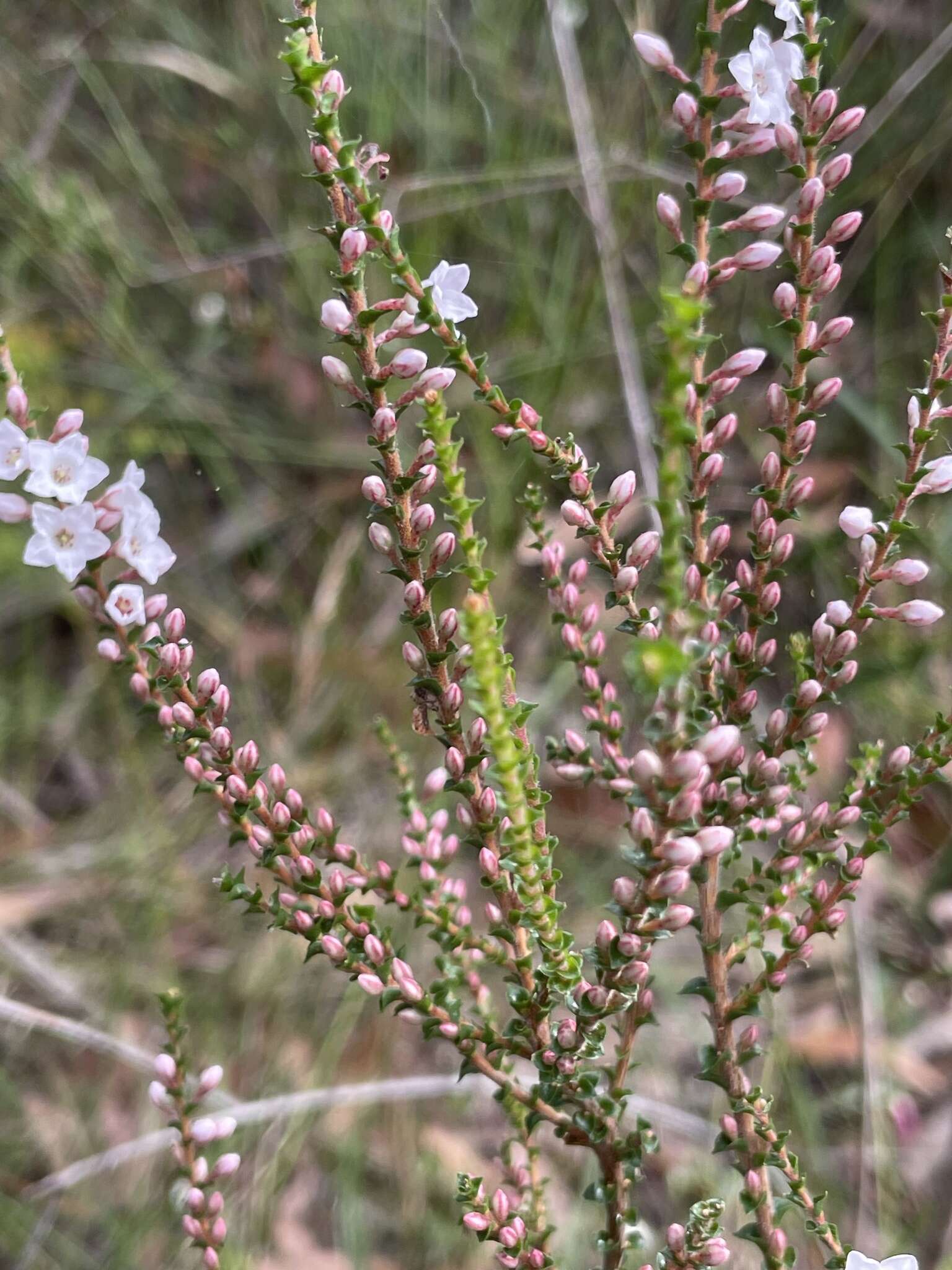 Sivun Epacris microphylla R. Br. kuva