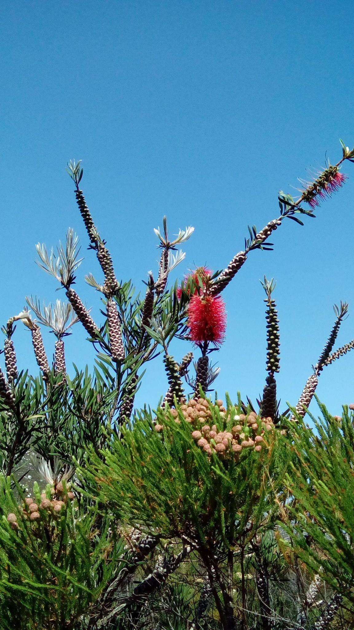 صورة Callistemon linearis (Schrad. & Wendl.) Colv. ex Sweet