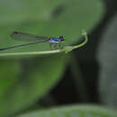 Image of Aeolagrion dorsale (Burmeister 1839)