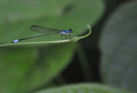 Imagem de Aeolagrion Williamson 1917