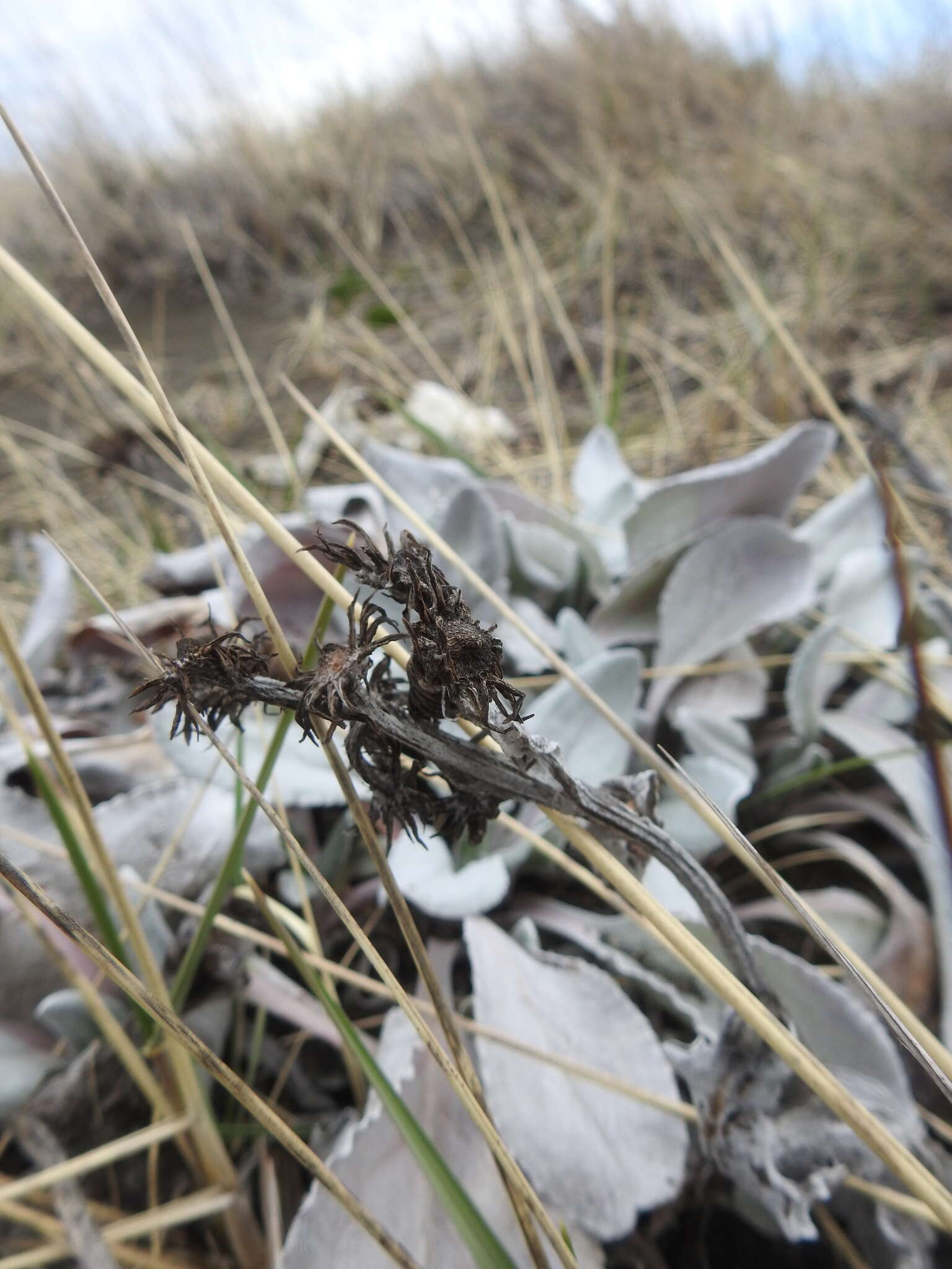 Plancia ëd Senecio candidans DC.