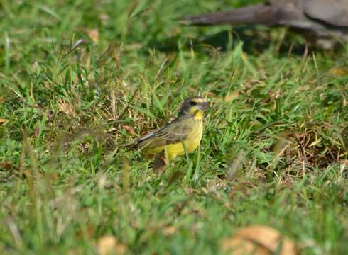 Image of Yellow-fronted Canary