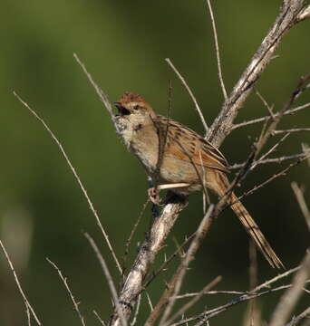 Cincloramphus timoriensis (Wallace 1864) resmi