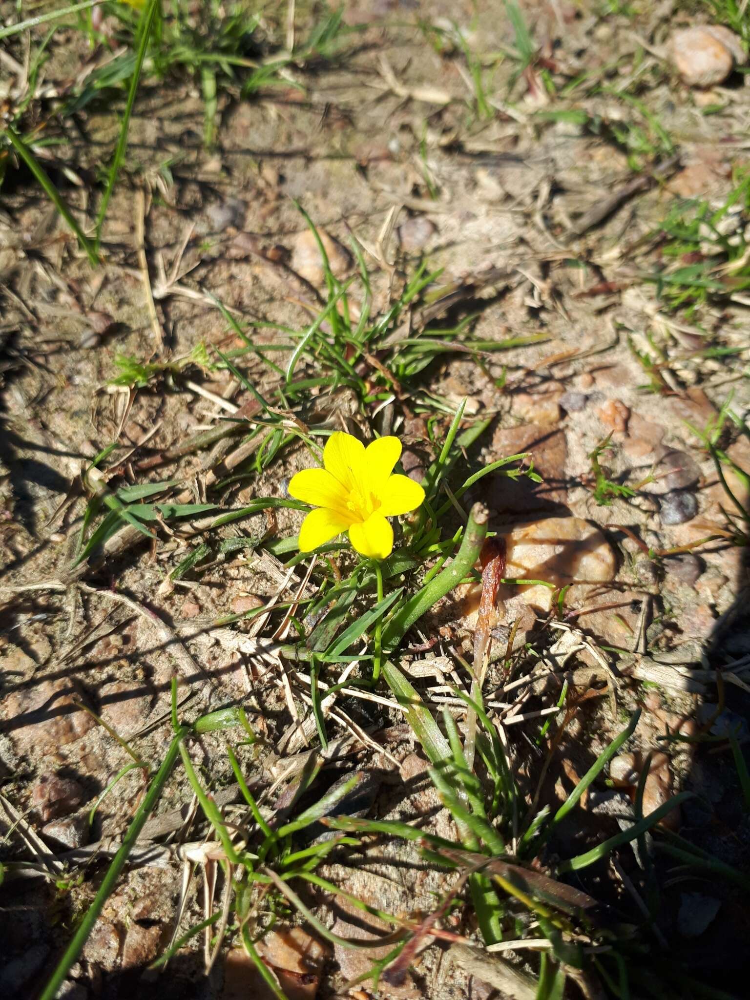 Plancia ëd Moraea fugacissima (L. fil.) Goldblatt