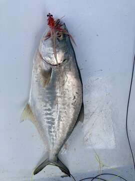 Image of Bigmouth leatherjacket