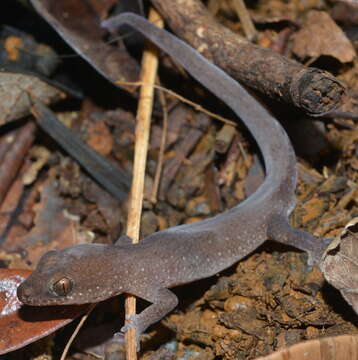 Image of Sadlier's New Caledonian Gecko