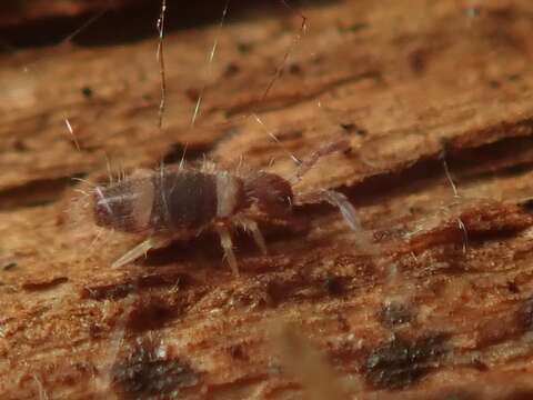 Image of Springtail