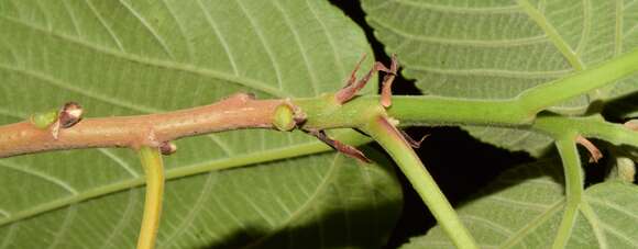 Imagem de Acalypha cincta Müll. Arg.