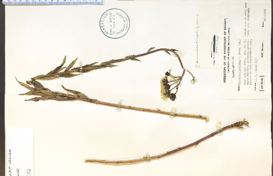 Image of New England hawkweed