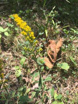 Image of Canada goldenrod