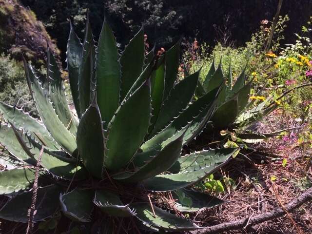 Agave horrida subsp. horrida resmi