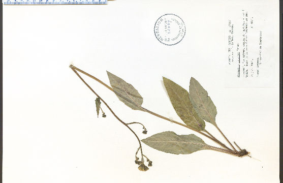 Image of <i>Hieracium vulgatiforme</i> Dahlst.