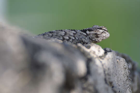 Image of Black-nosed Lizard