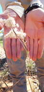 Sivun Cymbopogon bombycinus (R. Br.) Domin kuva