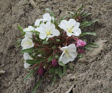 Oenothera cespitosa Nutt. resmi