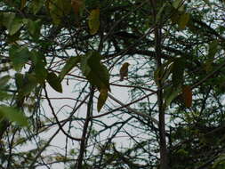 Image of Parrot-billed Seedeater