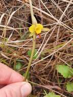 Image de Eulophia hians var. inaequalis (Schltr.) S. Thomas