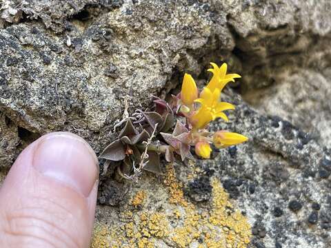 Image of Marcescent dudleya