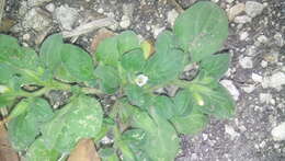 Image of Nama jamaicensis L.