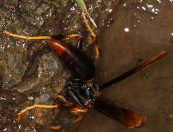 Image of Polistes infuscatus Lepeletier 1836