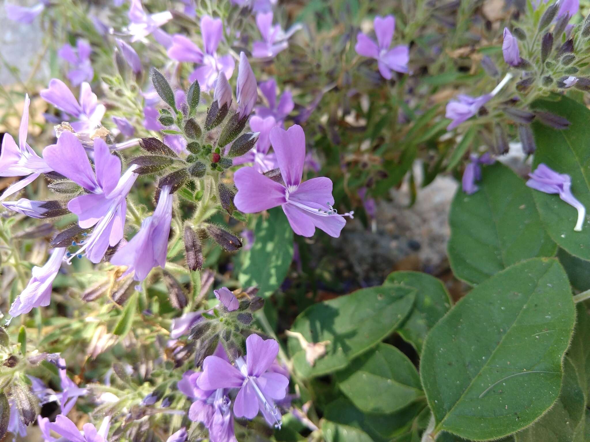 Image of Bonplandia geminiflora Cav.