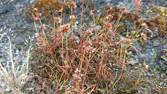 Image of dwarf rush