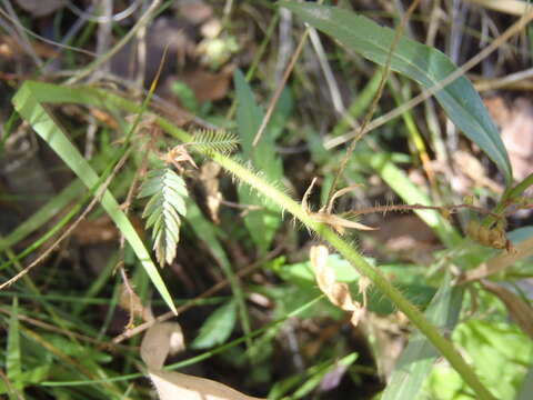 Image of hairy jointvetch