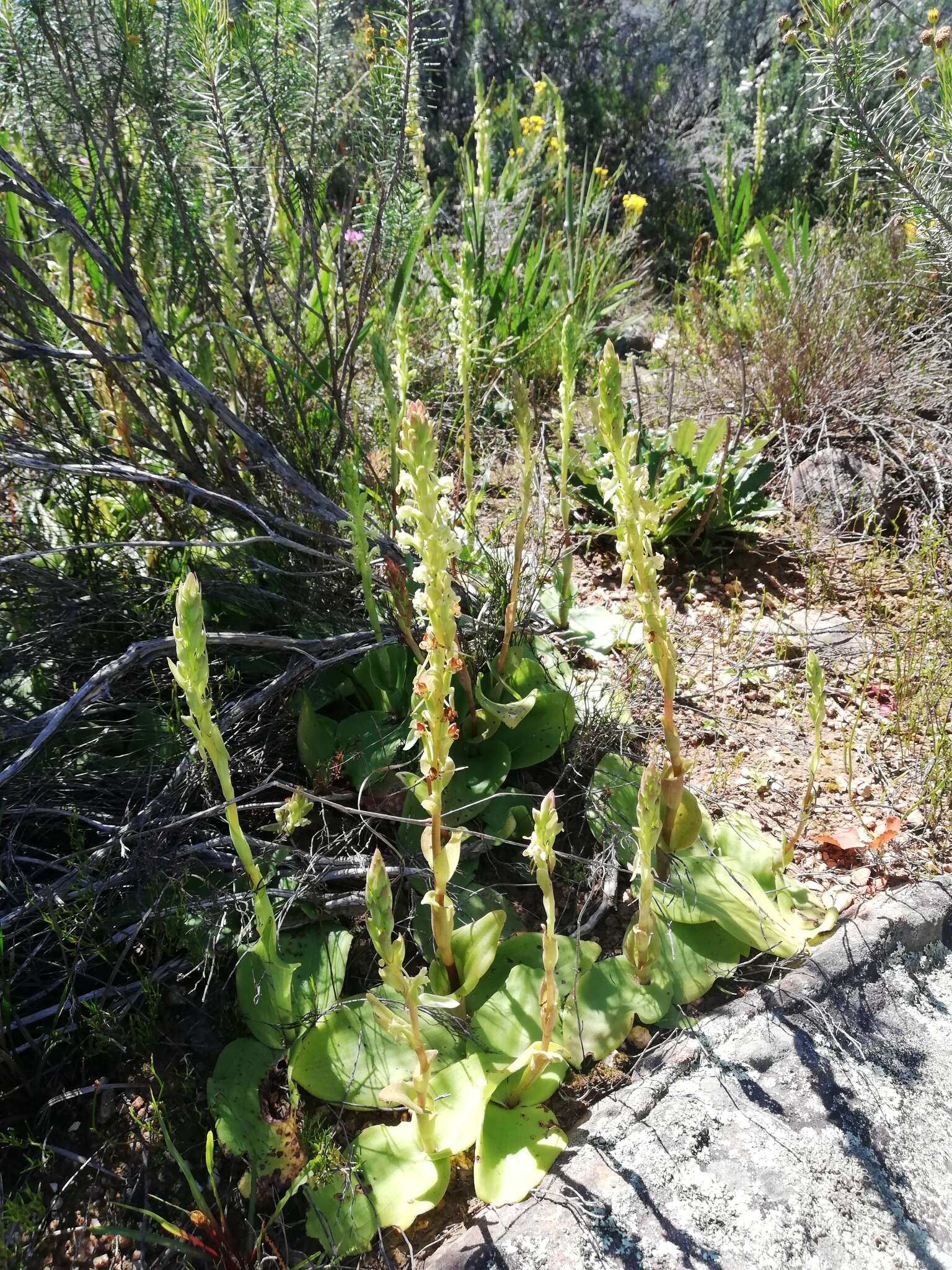 Image de Satyrium humile Lindl.