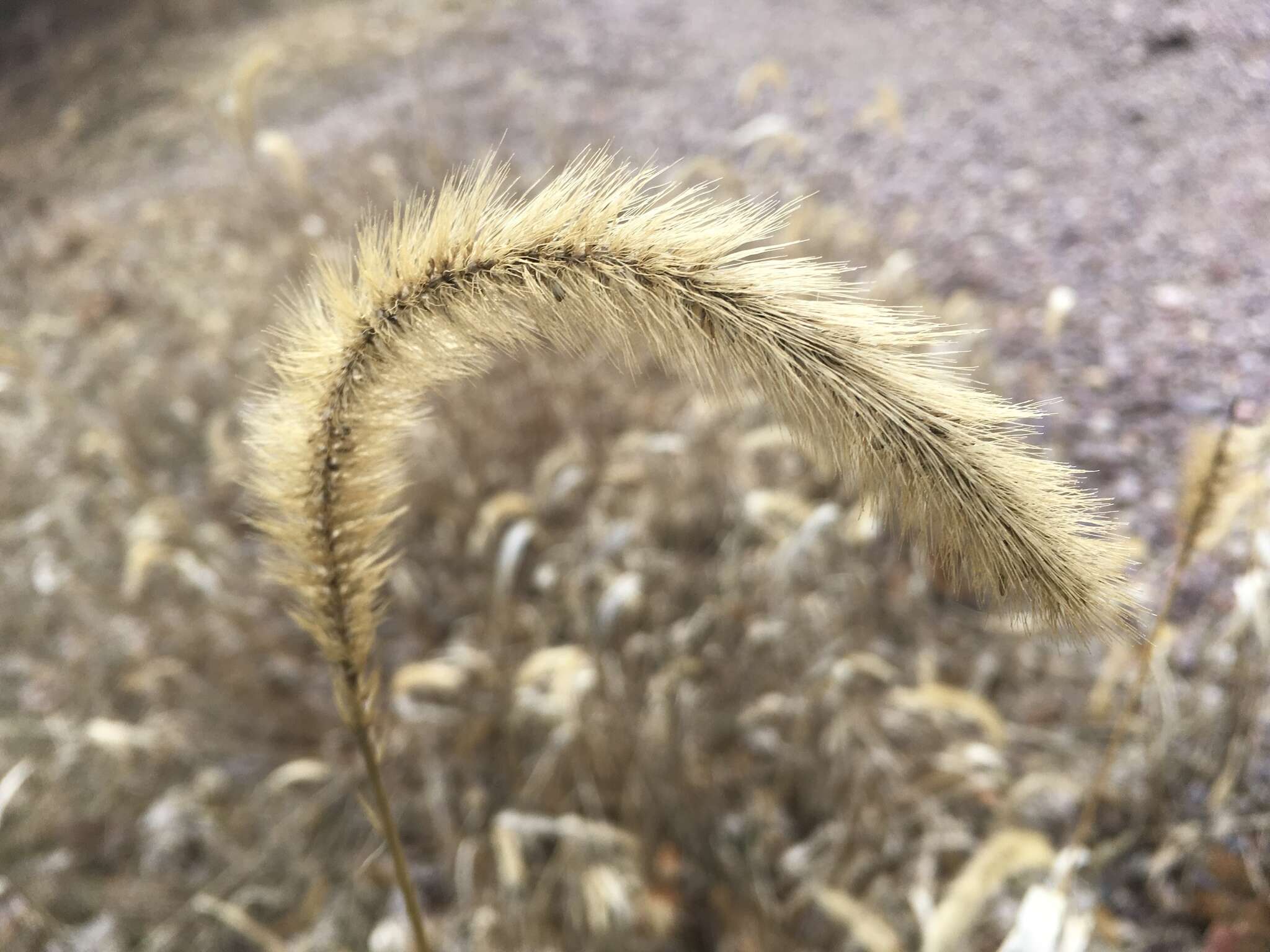 Image of Japanese bristlegrass