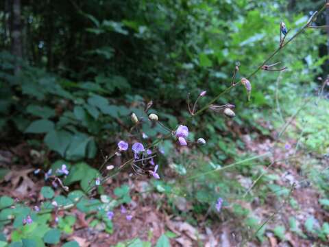 Imagem de Desmodium marilandicum Darl.