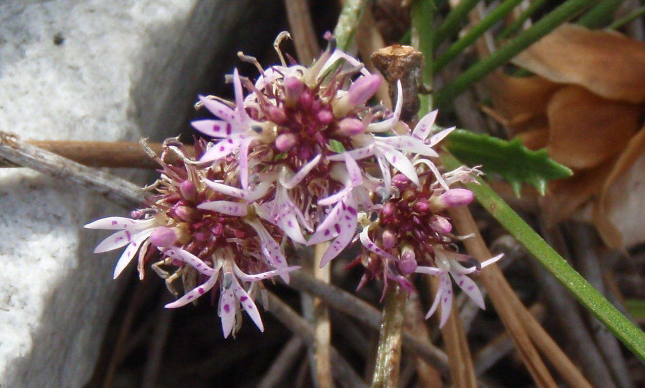 Lobelia jasionoides var. jasionoides resmi