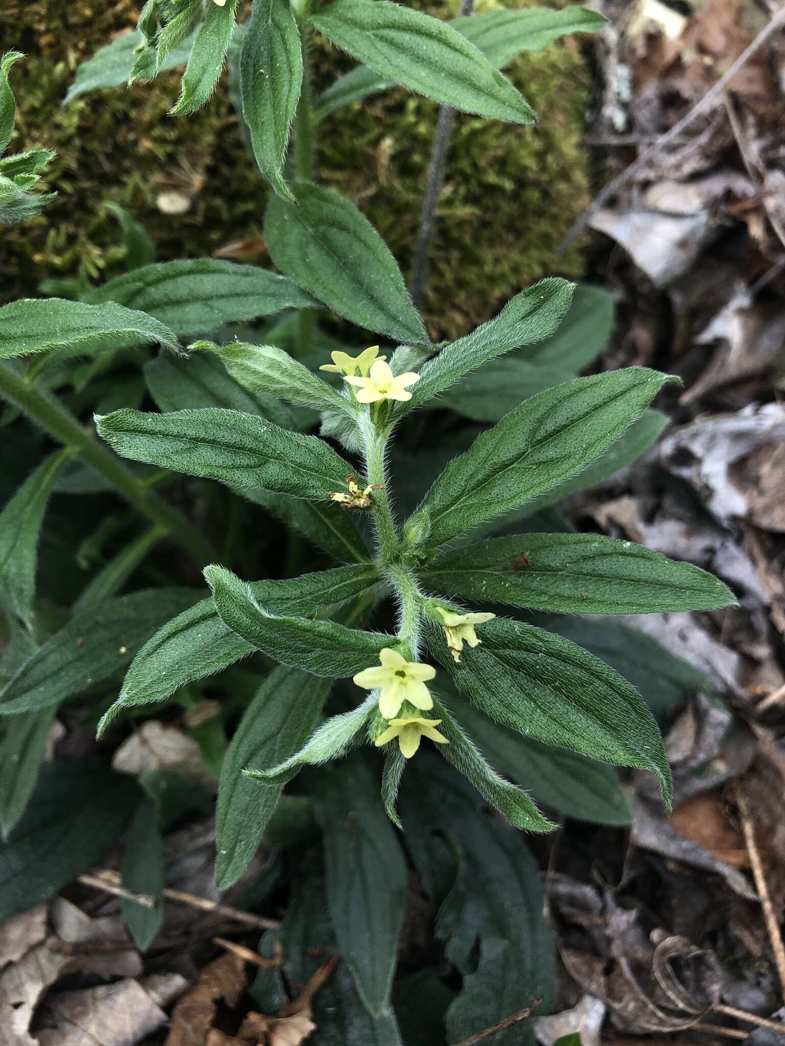 Слика од Lithospermum tuberosum Rugel ex A. DC.