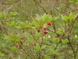 Image de Rhododendron pentandrum (Maxim.) Craven