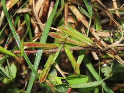 Indigofera trifoliata var. glandulifera (Hayata) S. S. Ying的圖片