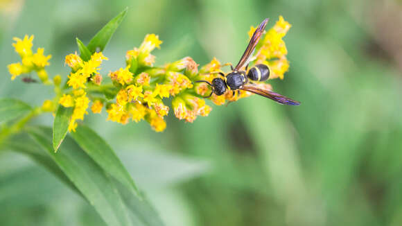 Image of Ancistrocerus antilope (Panzer 1789)