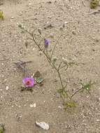 Image of Cistanthe cachinalensis (Phil.) Peralta & D. I. Ford