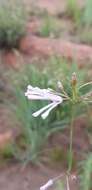 Image de Ceropegia rubella (E. Mey.) Bruyns