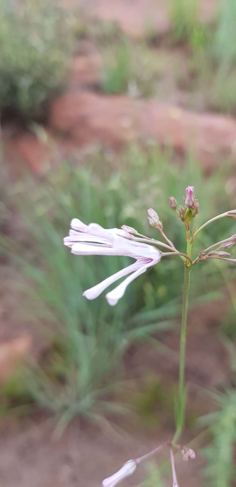 Image de Ceropegia rubella (E. Mey.) Bruyns