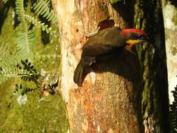 Image of Scarlet-crowned Barbet