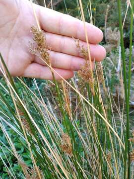 Image of Juncus sarophorus L. A. S. Johnson