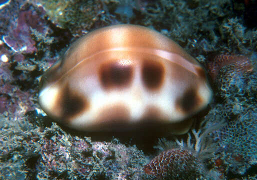 Image of checkerboard cowrie