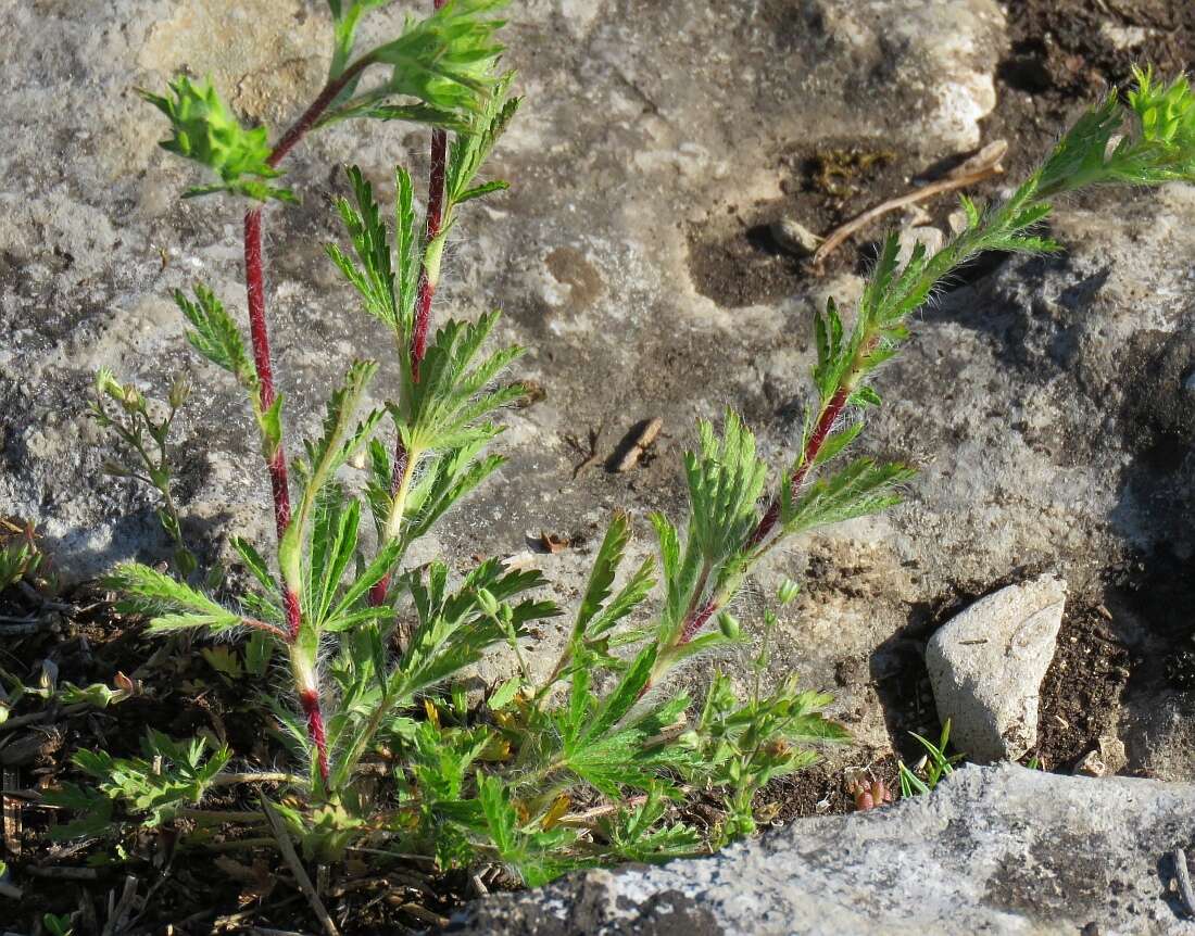 Image de Potentilla hirta L.