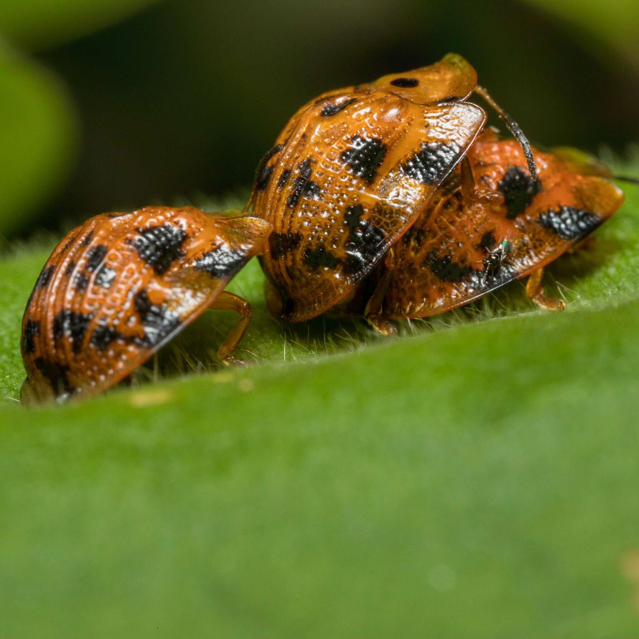 Laccoptera (Laccopteroidea) impressa (Boheman 1853)的圖片