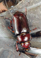 Lucanus (Pseudolucanus) capreolus (Linnaeus 1763)的圖片