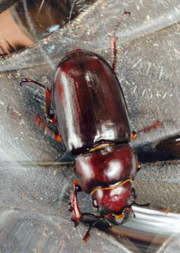 Image de Lucanus (Pseudolucanus) capreolus (Linnaeus 1763)